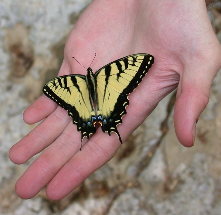 Jerico butterfly in the hand