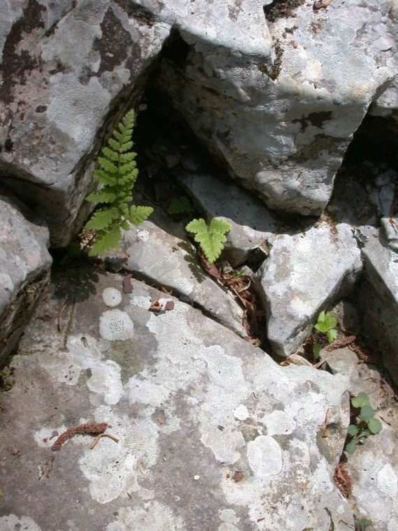 Jericho stone fern